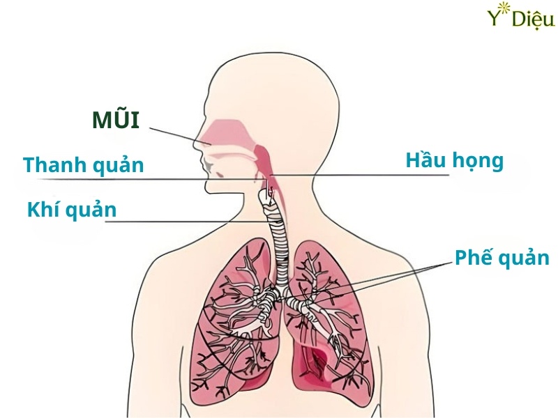 Khi hệ miễn dịch kém dễ gây ra tinh trạng viêm phế quản